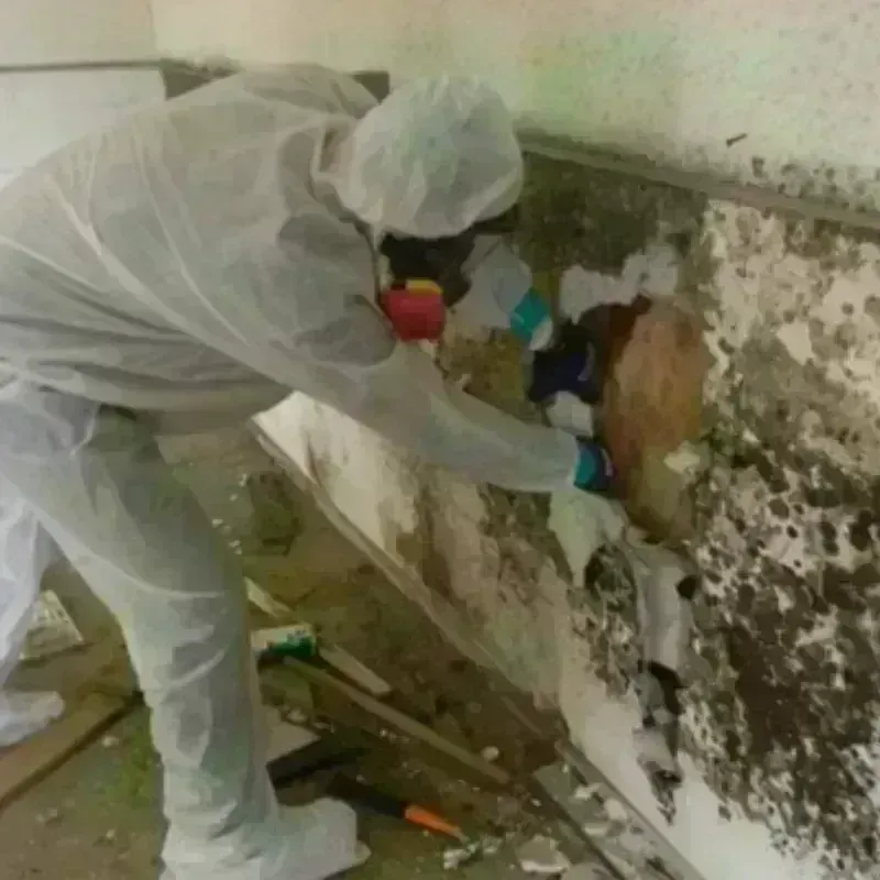 Mold Remediation and Removal in Clark County, WA